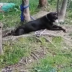 Meet your Posher, Kenny